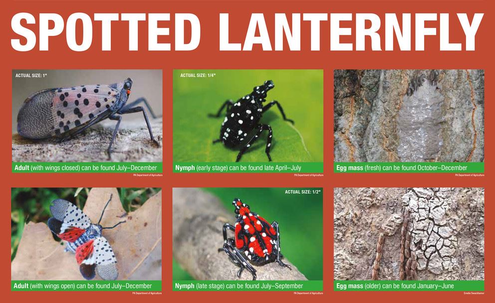 Spotted Lanterfly lifecycle