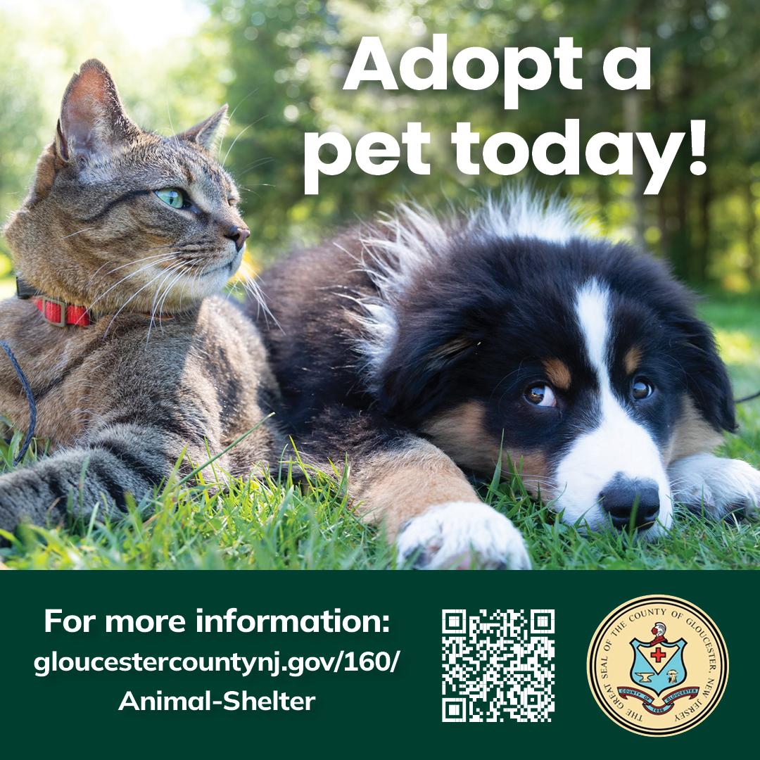 GC-Animal-Shelter-Adopt