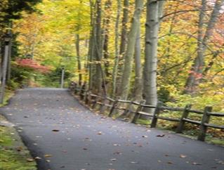 Paved Trail Under Fall-Colored Trees
